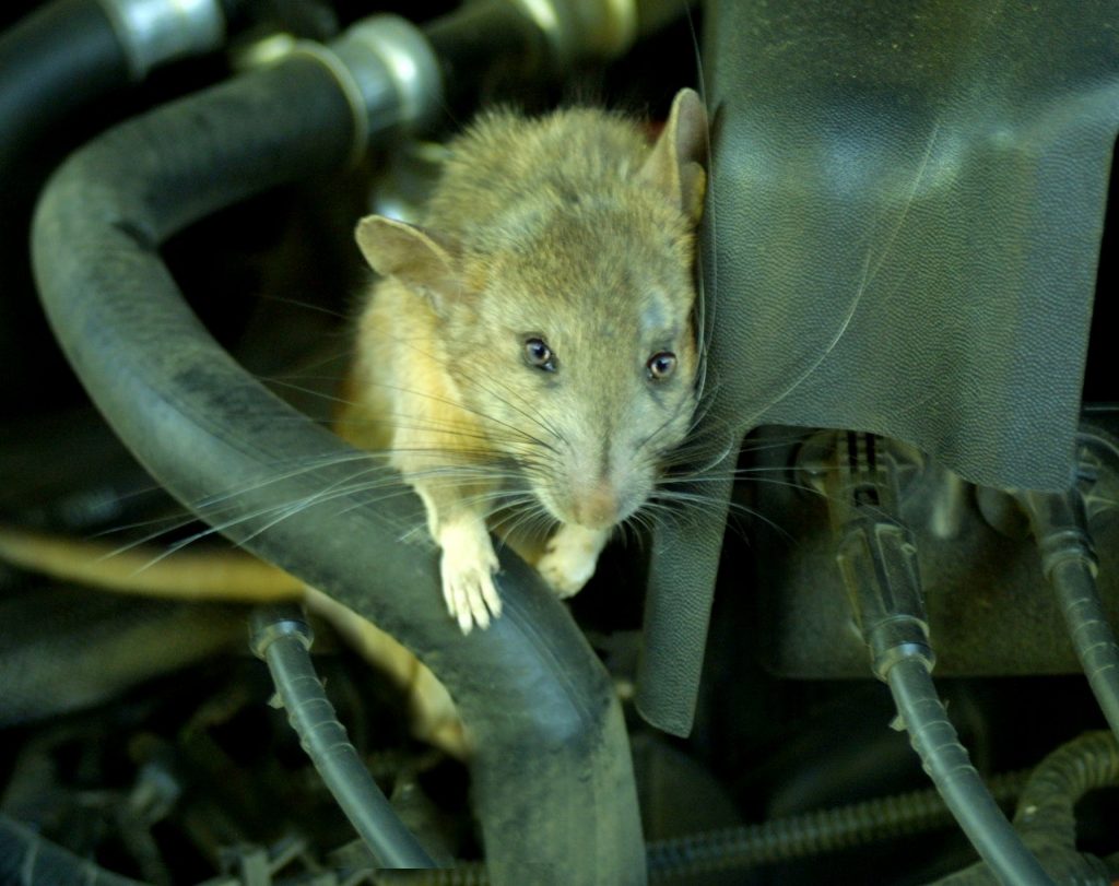 Vì sao chuột thích cắn dây điện ô tô đến thế?