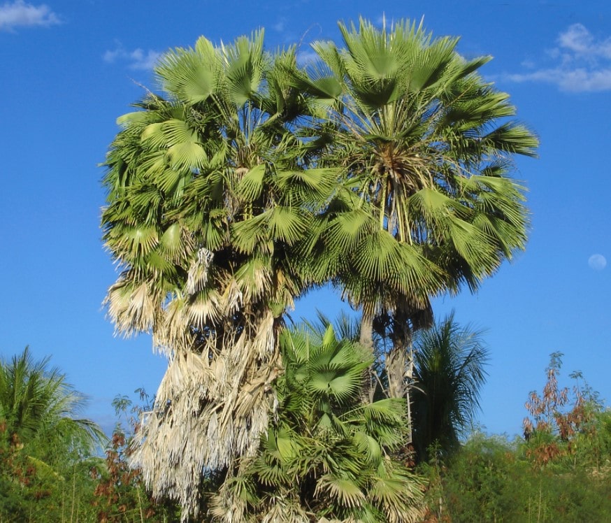 Loại cây tán cao có nguồn gốc từ Brazil để làm sáp Carnauba